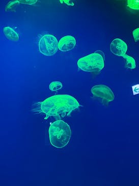 大分マリーンパレス水族館 「うみたまご」に投稿された画像（2023/10/7）