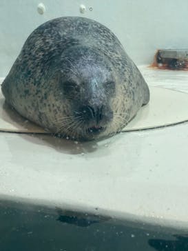 大分マリーンパレス水族館 「うみたまご」に投稿された画像（2023/10/7）