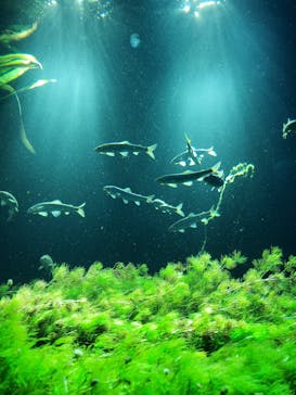 サンシャイン水族館に投稿された画像（2023/10/8）