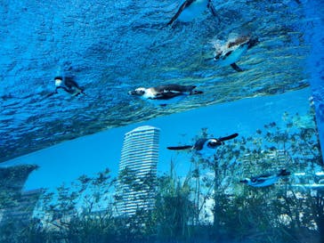 サンシャイン水族館に投稿された画像（2023/10/8）