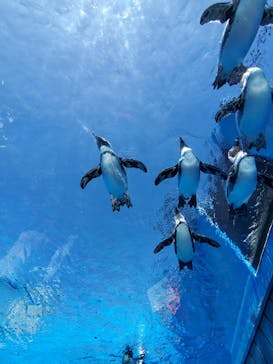 サンシャイン水族館に投稿された画像（2023/10/8）