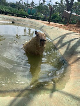 美らヤシパークオキナワ・東南植物楽園に投稿された画像（2023/10/8）