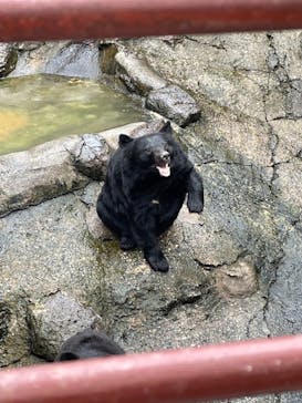 奥飛騨クマ牧場に投稿された画像（2023/10/8）