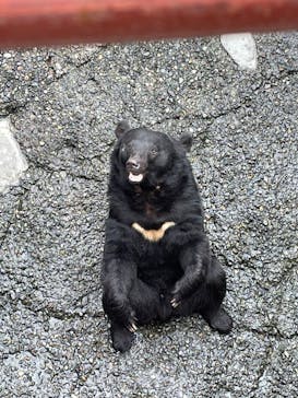 奥飛騨クマ牧場に投稿された画像（2023/10/8）