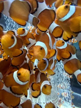 鴨川シーワールドに投稿された画像（2023/10/8）