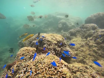 武藤潜水に投稿された画像（2023/10/8）