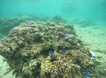 武藤潜水に投稿された画像（2023/10/8）