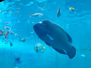 沖縄美ら海水族館に投稿された画像（2023/10/8）