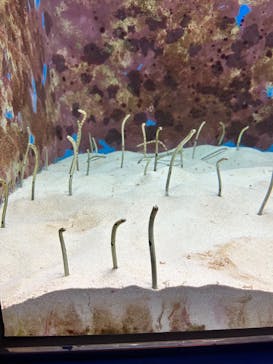 沖縄美ら海水族館に投稿された画像（2023/10/8）