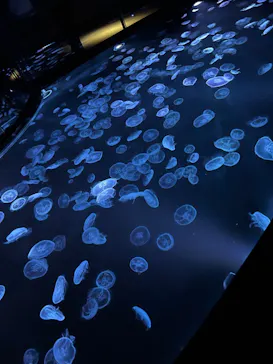 すみだ水族館に投稿された画像（2023/10/8）