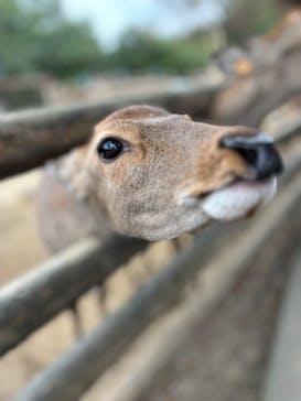 群馬サファリパークに投稿された画像（2023/10/8）