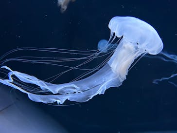 サンシャイン水族館に投稿された画像（2023/10/8）