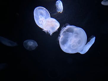 サンシャイン水族館に投稿された画像（2023/10/8）
