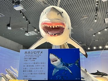 特別展「海　―生命のみなもと―」（国立科学博物館）に投稿された画像（2023/10/8）