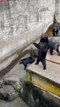 奥飛騨クマ牧場に投稿された画像（2023/10/8）