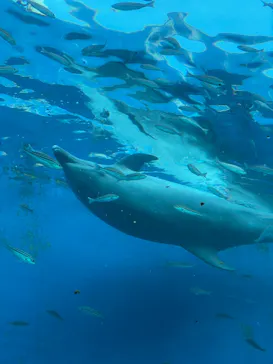 横浜・八景島シーパラダイスに投稿された画像（2023/10/8）