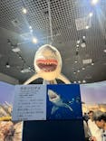 特別展「海　―生命のみなもと―」（国立科学博物館）に投稿された画像（2023/10/8）