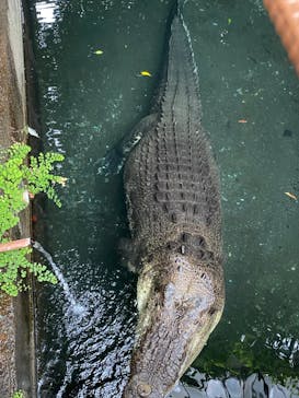 熱川バナナワニ園に投稿された画像（2023/10/8）