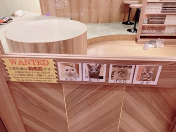 猫カフェモカ　大阪心斎橋店に投稿された画像（2023/10/8）