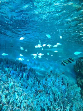 サンシャイン水族館に投稿された画像（2023/10/8）