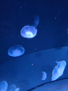 サンシャイン水族館に投稿された画像（2023/10/8）