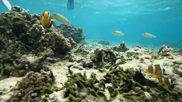 武藤潜水に投稿された画像（2023/10/8）