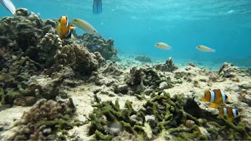 武藤潜水に投稿された画像（2023/10/8）