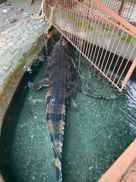 熱川バナナワニ園に投稿された画像（2023/10/8）