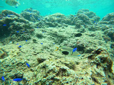 武藤潜水に投稿された画像（2023/10/8）