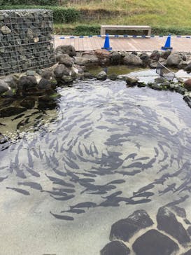 上越市立水族博物館 うみがたりに投稿された画像（2023/10/8）
