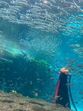 上越市立水族博物館 うみがたりに投稿された画像（2023/10/8）