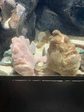 上越市立水族博物館 うみがたりに投稿された画像（2023/10/8）