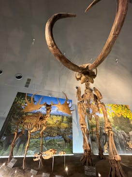 福井県立恐竜博物館に投稿された画像（2023/10/8）