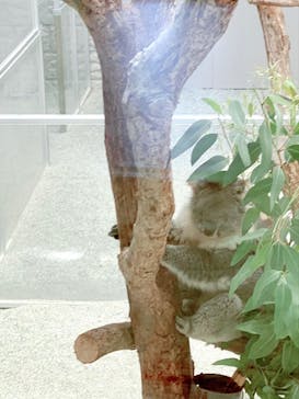 淡路ファームパーク イングランドの丘に投稿された画像（2023/9/29）