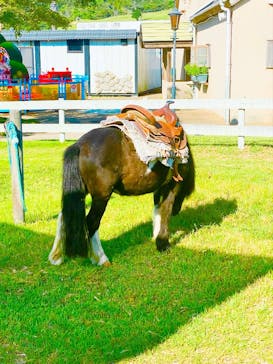 淡路ファームパーク イングランドの丘に投稿された画像（2023/9/29）