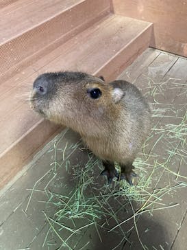 カワスイ 川崎⽔族館に投稿された画像（2023/10/8）