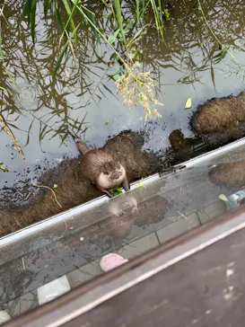 神戸どうぶつ王国に投稿された画像（2023/10/8）