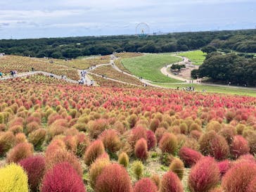 国営ひたち海浜公園プレジャーガーデンに投稿された画像（2023/10/8）