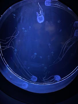 マリンワールド海の中道に投稿された画像（2023/10/8）