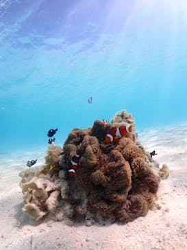 nico 宮古島に投稿された画像（2023/10/8）