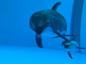 鴨川シーワールドに投稿された画像（2023/10/8）