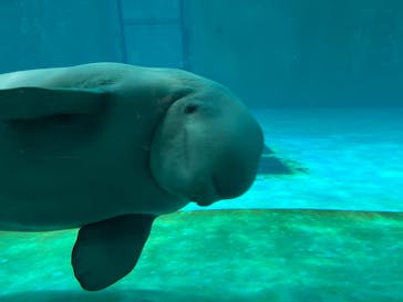 鴨川シーワールドに投稿された画像（2023/10/8）