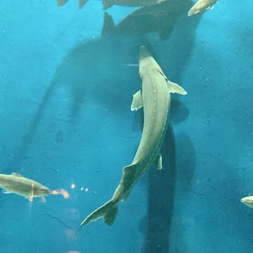 サケのふるさと 千歳水族館に投稿された画像（2023/10/8）