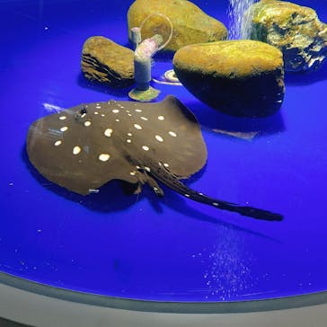 サケのふるさと 千歳水族館に投稿された画像（2023/10/8）