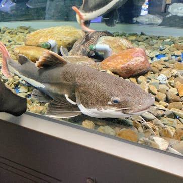 サケのふるさと 千歳水族館に投稿された画像（2023/10/8）