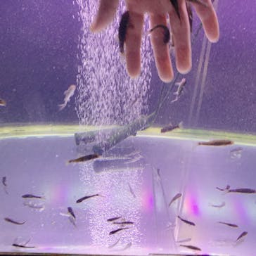 サケのふるさと 千歳水族館に投稿された画像（2023/10/8）