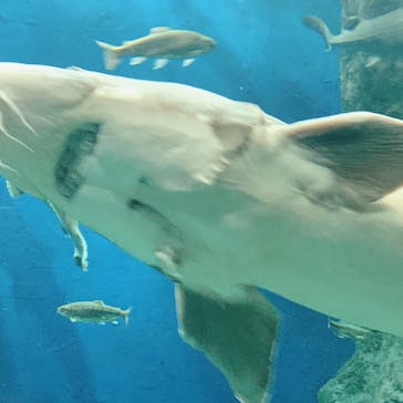 サケのふるさと 千歳水族館に投稿された画像（2023/10/8）