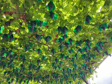 グレープガーデン　安全農園に投稿された画像（2023/10/8）