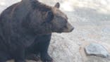 のぼりべつクマ牧場に投稿された画像（2023/10/8）