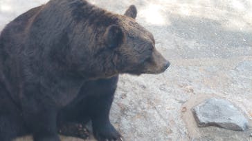 のぼりべつクマ牧場に投稿された画像（2023/10/8）